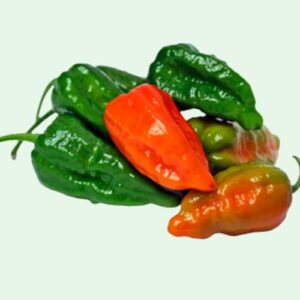Green Bombay Chili – 1 kg
