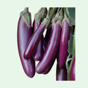 Long Brinjal – 1 kg