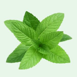 Mint Leaf – 1 bundle